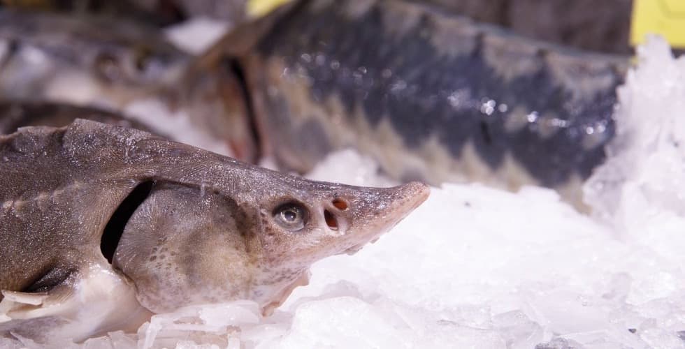Sturgeon meat